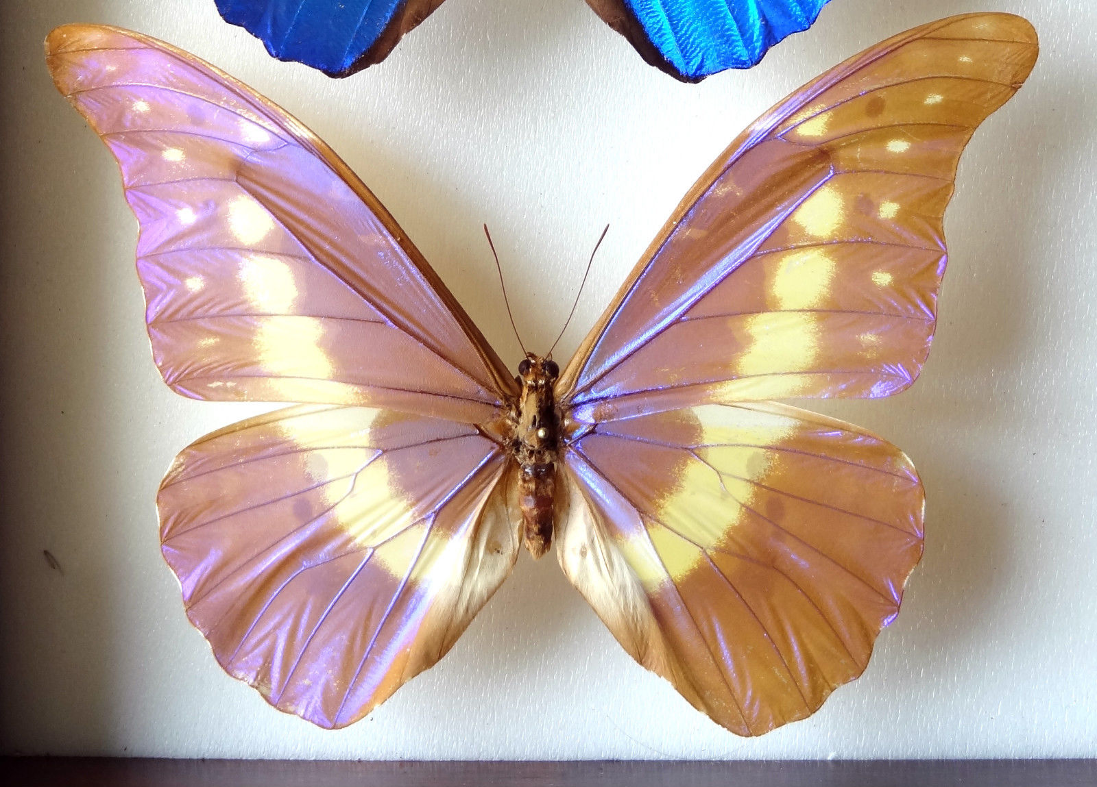 Morpho rhetenor helena. male (aberration peru) (Internet Image property of respective owner, non-commercial use only)